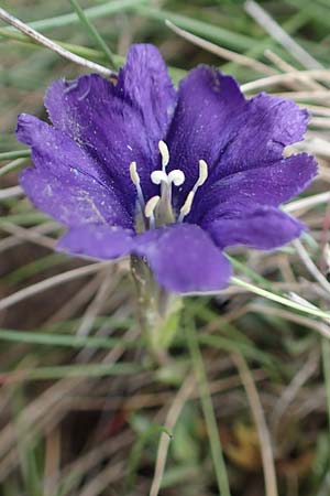 Gentiana pyrenaica \ Pyren&auml;en-Enzian / Pyrenean Gentian, F Pyren&auml;en/Pyrenees, Mont Llaret 31.7.2018