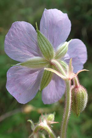 Geranium pratense \ Wiesen-Storchschnabel / Meadow Crane's-Bill, F Pyrenäen/Pyrenees, Segre - Schlucht / Gorge 2.8.2018