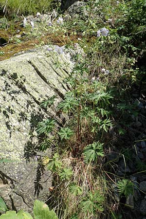 Geranium pratense \ Wiesen-Storchschnabel / Meadow Crane's-Bill, F Pyrenäen/Pyrenees, Segre - Schlucht / Gorge 2.8.2018