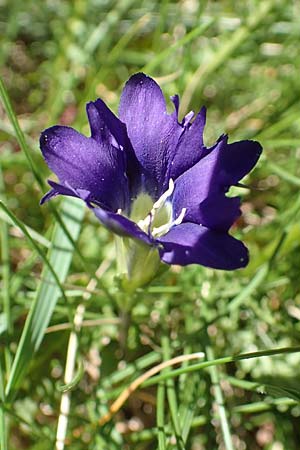 Gentiana pyrenaica \ Pyren&auml;en-Enzian / Pyrenean Gentian, F Pyren&auml;en/Pyrenees, Mont Louis 3.8.2018