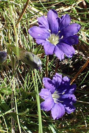 Gentiana pyrenaica \ Pyren&auml;en-Enzian / Pyrenean Gentian, F Pyren&auml;en/Pyrenees, Mont Louis 3.8.2018
