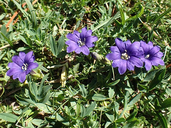 Gentiana pyrenaica \ Pyren&auml;en-Enzian / Pyrenean Gentian, F Pyren&auml;en/Pyrenees, Mont Louis 3.8.2018