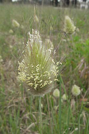 Lagurus ovatus \ Sdliches Samtgras, Hasenschwnzchen / Hare's Tail Grass, F Camargue 13.5.2007