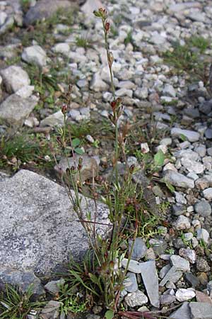 Juncus bufonius \ Krten-Binse / Toad Rush, F Vogesen/Vosges, Lac de la Lauch 3.8.2008