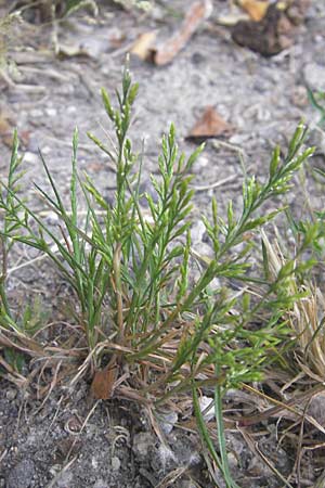 Catapodium rigidum \ Steifgras / Fern Grass, F Valence 26.5.2009