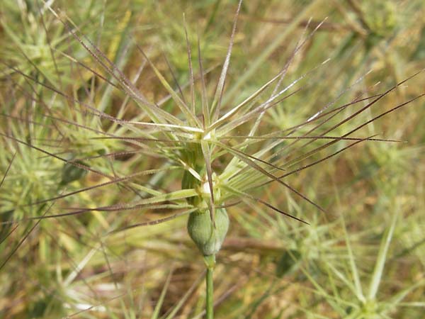 Aegilops geniculata \ Geknieter Walch, Eifrmiger Walch / Bent Goatgrass, F Pont du Gard 26.5.2009