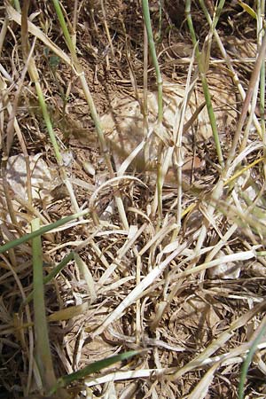 Aegilops geniculata \ Geknieter Walch, Eifrmiger Walch / Bent Goatgrass, F Pont du Gard 26.5.2009