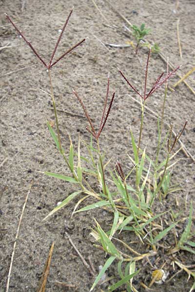 Cynodon dactylon \ Hundszahn-Gras / Bermuda Grass, Cocksfoot Grass, F Sète 6.6.2009