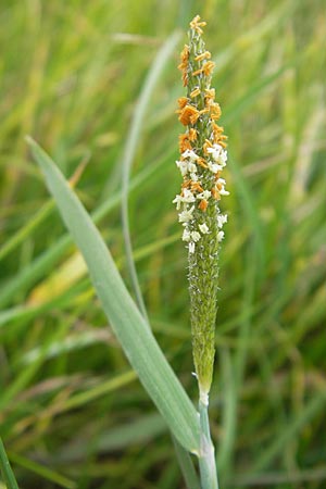 Alopecurus aequalis \ Gelbroter Fuchsschwanz / Orange Foxtail, F Sundgau 6.10.2009