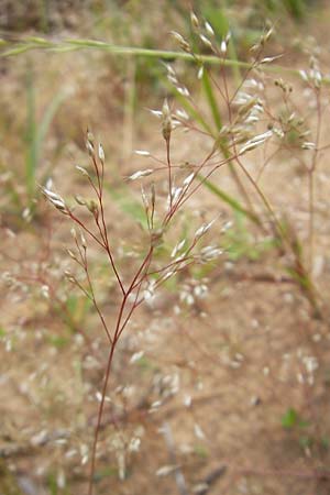 Aira caryophyllea \ Nelken-Haferschmiele / Common Silver Hair-Grass, F Bitche 25.6.2011