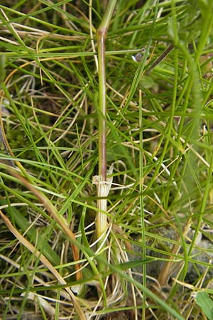 Phleum rhaeticum \ Rtisches Alpen-Lieschgras / Rhaetian Cat's-Tail, F Pyrenäen/Pyrenees, Gourette 25.8.2011