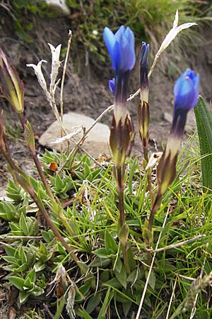 Gentiana rostanii \ Rostans Enzian / Rostan's Gentian, F Col de la Bonette 8.7.2016