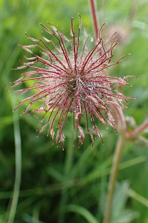 Geum rivale \ Bach-Nelkenwurz / Water Avens, F Col de la Bonette 8.7.2016