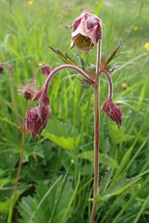 Geum rivale \ Bach-Nelkenwurz / Water Avens, F Col de la Bonette 8.7.2016