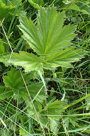 Geum rivale \ Bach-Nelkenwurz / Water Avens, F Col de la Bonette 8.7.2016