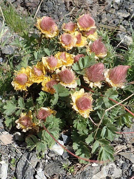 Geum reptans \ Kriechende Nelkenwurz / Creeping Avens, F Col de la Bonette 8.7.2016