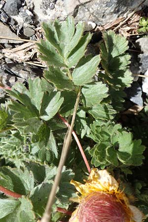 Geum reptans \ Kriechende Nelkenwurz / Creeping Avens, F Col de la Bonette 8.7.2016