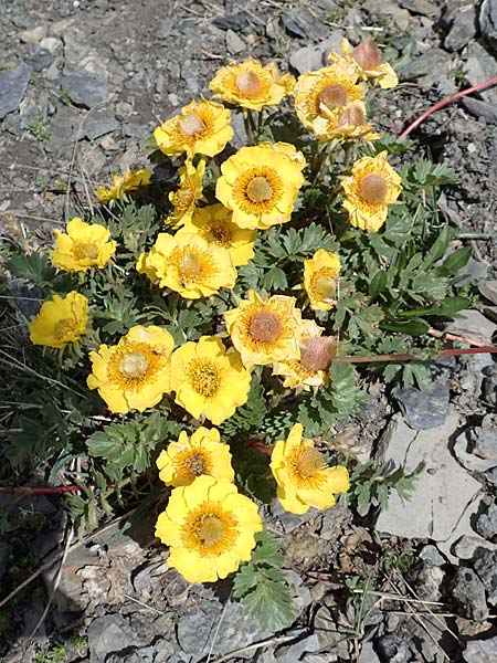 Geum reptans \ Kriechende Nelkenwurz / Creeping Avens, F Col de la Bonette 8.7.2016