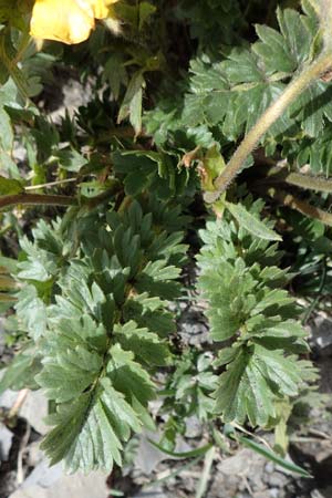 Geum reptans \ Kriechende Nelkenwurz / Creeping Avens, F Col de la Bonette 8.7.2016