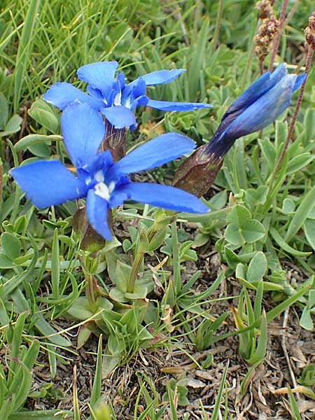Gentiana rostanii \ Rostans Enzian / Rostan's Gentian, F Col de la Bonette 8.7.2016