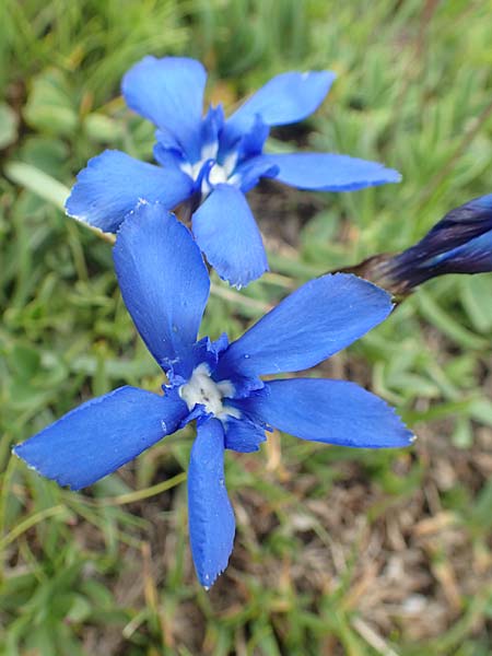 Gentiana rostanii \ Rostans Enzian / Rostan's Gentian, F Col de la Bonette 8.7.2016