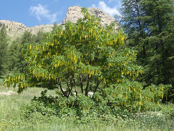 Laburnum alpinum \ Alpen-Goldregen / Alpine Golden Chain, Scottish Golden Chain, F Col de la Cayolle 9.7.2016