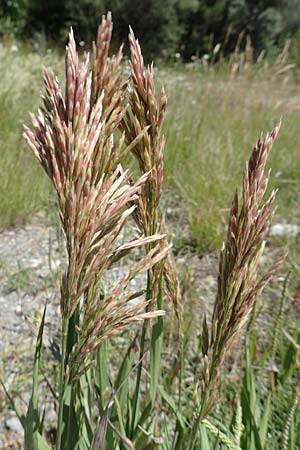 Bromus inermis \ Grannenlose Trespe / Hungarian Brome, F Barcelonnette 9.7.2016