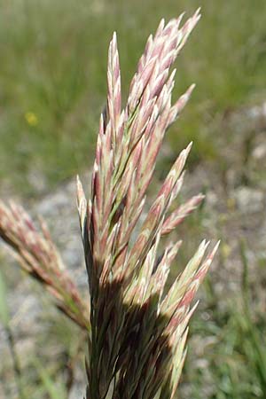 Bromus inermis \ Grannenlose Trespe / Hungarian Brome, F Barcelonnette 9.7.2016