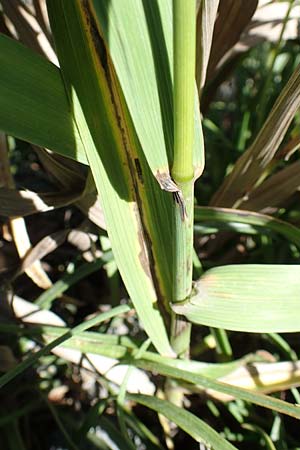 Bromus inermis \ Grannenlose Trespe / Hungarian Brome, F Barcelonnette 9.7.2016