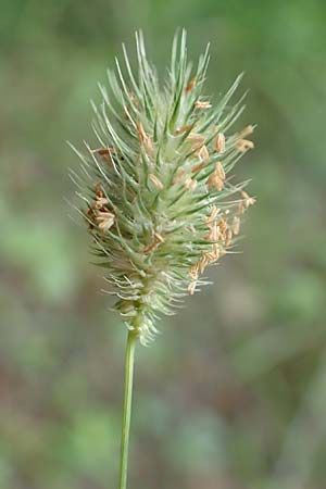 Phleum rhaeticum \ Rtisches Alpen-Lieschgras / Rhaetian Cat's-Tail, F Pyrenäen/Pyrenees, Canigou 24.7.2018