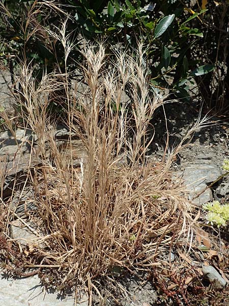 Bromus spec2 ? \ Trespe / Brome, F Pyren&auml;en/Pyrenees, Prior&eacute; Serabona 25.7.2018