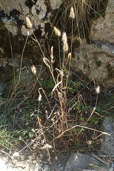 Cynosurus echinatus \ Grannen-Kammgras / Bristly Dogstail Grass, Rough Dogstail, F Pyrenäen/Pyrenees, Caranca - Schlucht / Gorge 30.7.2018