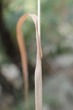 Cynosurus echinatus \ Grannen-Kammgras / Bristly Dogstail Grass, Rough Dogstail, F Pyrenäen/Pyrenees, Caranca - Schlucht / Gorge 30.7.2018