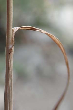 Cynosurus echinatus \ Grannen-Kammgras / Bristly Dogstail Grass, Rough Dogstail, F Pyrenäen/Pyrenees, Caranca - Schlucht / Gorge 30.7.2018