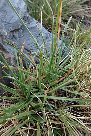 Armeria maritima subsp. alpina \ Alpen-Grasnelke / Alpine Thrift, F Pyrenäen/Pyrenees, Puigmal 1.8.2018