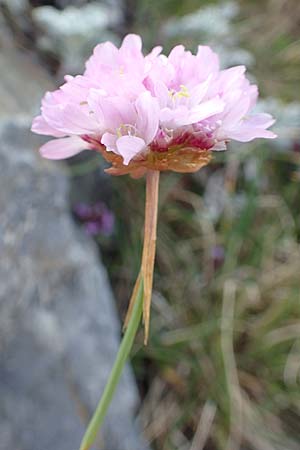 Armeria maritima subsp. alpina \ Alpen-Grasnelke / Alpine Thrift, F Pyrenäen/Pyrenees, Puigmal 1.8.2018