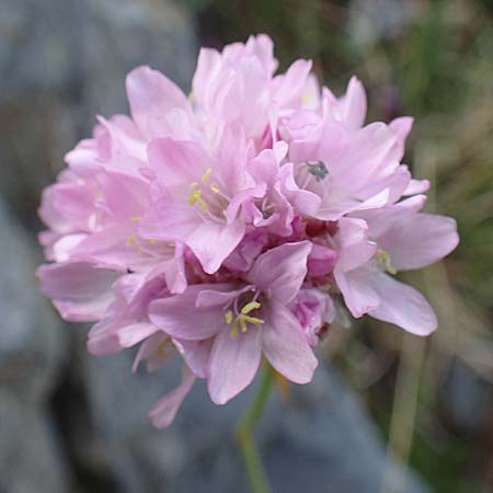 Armeria maritima subsp. alpina \ Alpen-Grasnelke / Alpine Thrift, F Pyrenäen/Pyrenees, Puigmal 1.8.2018