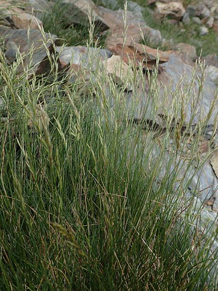 Festuca cf. eskia \ Schwingel / Fescue, F Pyren&auml;en/Pyrenees, Puigmal 1.8.2018