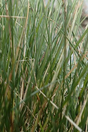 Festuca cf. eskia \ Schwingel / Fescue, F Pyren&auml;en/Pyrenees, Puigmal 1.8.2018
