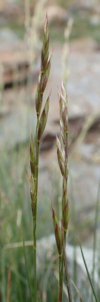 Festuca cf. eskia \ Schwingel / Fescue, F Pyren&auml;en/Pyrenees, Puigmal 1.8.2018