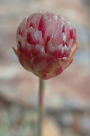 Armeria maritima subsp. alpina \ Alpen-Grasnelke / Alpine Thrift, F Pyrenäen/Pyrenees, Puigmal 1.8.2018
