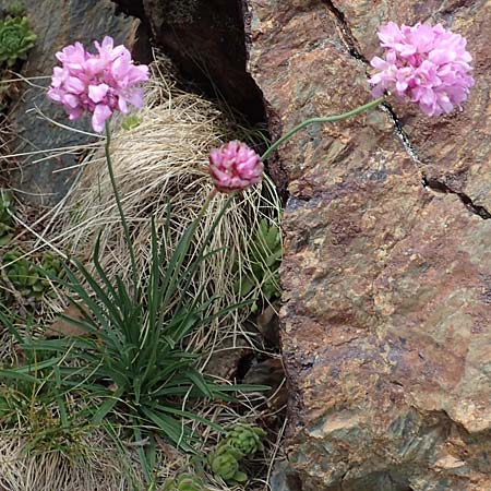 Armeria maritima subsp. alpina \ Alpen-Grasnelke / Alpine Thrift, F Pyrenäen/Pyrenees, Puigmal 1.8.2018