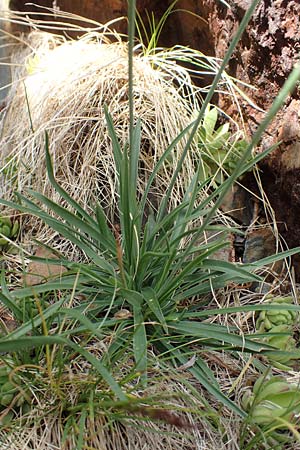 Armeria maritima subsp. alpina \ Alpen-Grasnelke / Alpine Thrift, F Pyrenäen/Pyrenees, Puigmal 1.8.2018