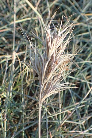 Bromus madritensis \ Mittelmeer-Trespe / Compact Brome, F Canet-en-Roussillon 11.8.2018