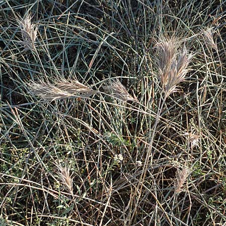 Bromus madritensis \ Mittelmeer-Trespe / Compact Brome, F Canet-en-Roussillon 11.8.2018