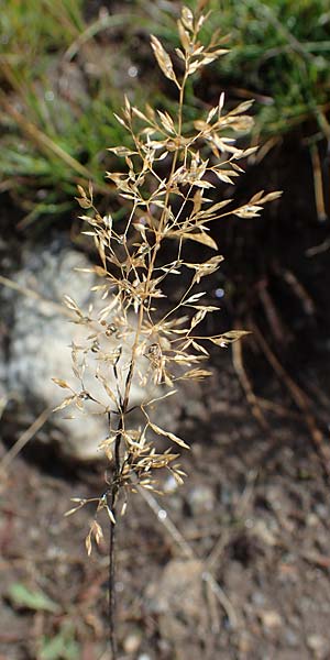 Agrostis stolonifera \ Weies Straugras / Creeping Bentgrass, F Bonneval-sur-Arc 6.10.2021