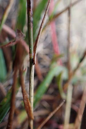 Agrostis stolonifera \ Weies Straugras / Creeping Bentgrass, F Bonneval-sur-Arc 6.10.2021