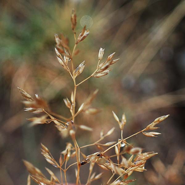 Agrostis stolonifera \ Weies Straugras / Creeping Bentgrass, F Bonneval-sur-Arc 6.10.2021