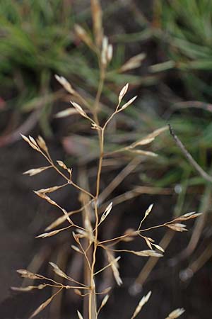 Agrostis stolonifera \ Weies Straugras / Creeping Bentgrass, F Bonneval-sur-Arc 6.10.2021