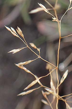 Agrostis stolonifera \ Weies Straugras / Creeping Bentgrass, F Bonneval-sur-Arc 6.10.2021